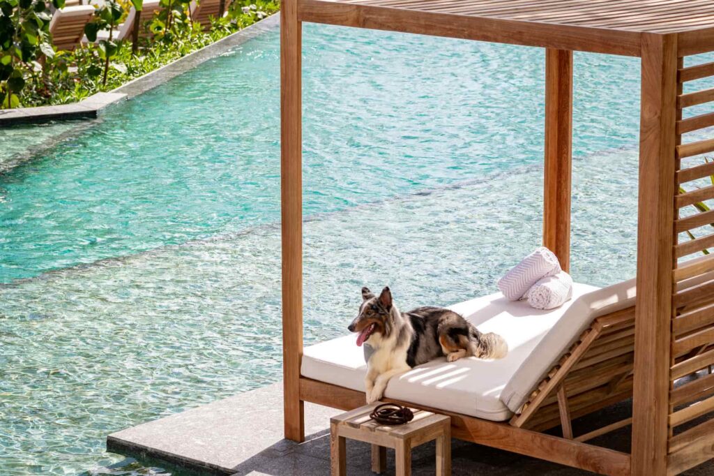 Dog relaxing on a Balinese bed by the pool at the resort, enjoying a luxurious and tranquil setting.